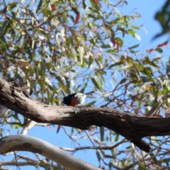 Petroica boodang at Michelago, NSW - 10 Apr 2016