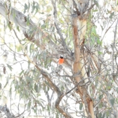 Petroica boodang (Scarlet Robin) at Illilanga & Baroona - 10 Apr 2016 by RyuCallaway