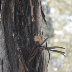 Petroica boodang at Michelago, NSW - 10 Apr 2016