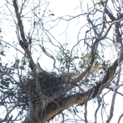 Elanus axillaris (Black-shouldered Kite) at Illilanga & Baroona - 10 Apr 2016 by ArcherCallaway