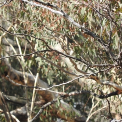 Pyrrholaemus sagittatus (Speckled Warbler) at Illilanga & Baroona - 10 Apr 2016 by RyuCallaway