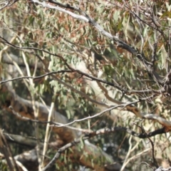 Pyrrholaemus sagittatus (Speckled Warbler) at Illilanga & Baroona - 10 Apr 2016 by ArcherCallaway