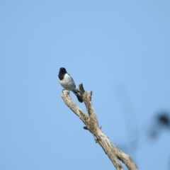 Melanodryas cucullata cucullata (Hooded Robin) at Michelago, NSW - 9 Apr 2016 by RyuCallaway