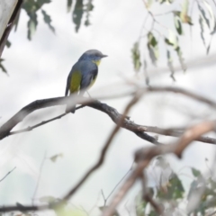 Eopsaltria australis (Eastern Yellow Robin) at Michelago, NSW - 10 Apr 2016 by ArcherCallaway