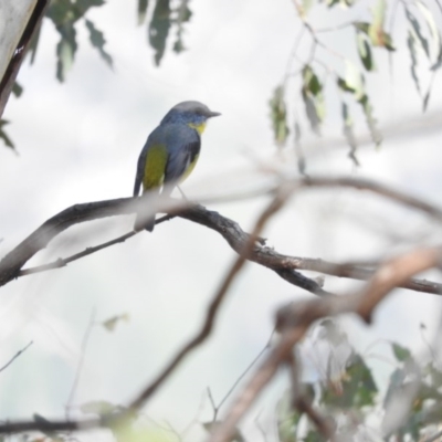 Eopsaltria australis (Eastern Yellow Robin) at Michelago, NSW - 10 Apr 2016 by RyuCallaway