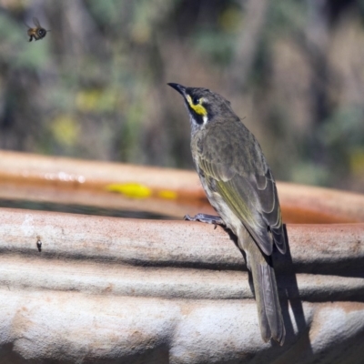 Caligavis chrysops (Yellow-faced Honeyeater) at Higgins, ACT - 2 Apr 2016 by AlisonMilton