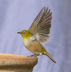 Zosterops lateralis at Higgins, ACT - 10 Apr 2016