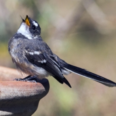 Rhipidura albiscapa (Grey Fantail) at Higgins, ACT - 2 Apr 2016 by AlisonMilton