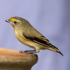 Pardalotus striatus (Striated Pardalote) at Higgins, ACT - 10 Apr 2016 by Alison Milton