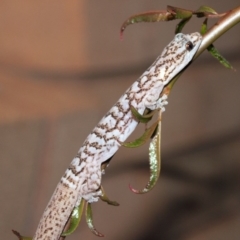 Christinus marmoratus (Southern Marbled Gecko) at Higgins, ACT - 3 Feb 2012 by AlisonMilton