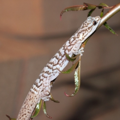 Christinus marmoratus (Southern Marbled Gecko) at Higgins, ACT - 3 Feb 2012 by AlisonMilton