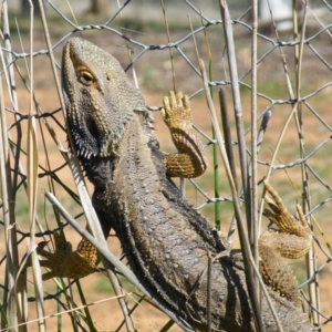 Pogona barbata at Hawker, ACT - suppressed