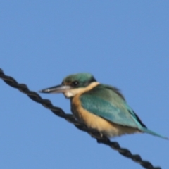 Todiramphus sanctus (Sacred Kingfisher) at Higgins, ACT - 21 Oct 2012 by Alison Milton