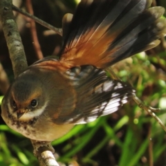 Rhipidura rufifrons (Rufous Fantail) at ANBG - 26 Mar 2015 by JohnBundock