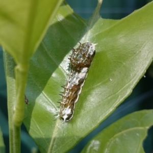 Papilio aegeus at Weetangera, ACT - 9 Apr 2016