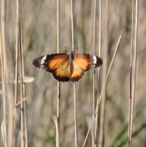 Danaus petilia at Good Hope, NSW - 1 Oct 2013 03:13 AM