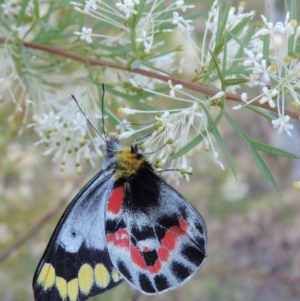 Delias harpalyce at Good Hope, NSW - 13 Oct 2013