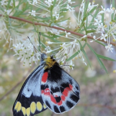 Delias harpalyce (Imperial Jezebel) at Good Hope, NSW - 12 Oct 2013 by snapperoonie