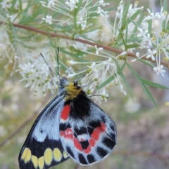 Delias harpalyce (Imperial Jezebel) at Good Hope, NSW - 12 Oct 2013 by snapperoonie