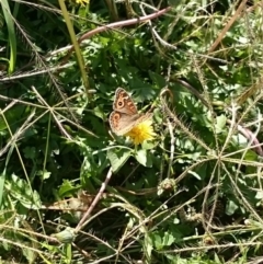 Junonia villida (Meadow Argus) at Weetangera, ACT - 9 Apr 2016 by snapperoonie