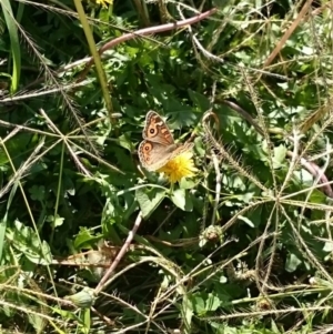 Junonia villida at Weetangera, ACT - 9 Apr 2016 12:00 AM