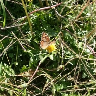 Junonia villida (Meadow Argus) at Weetangera, ACT - 8 Apr 2016 by snapperoonie