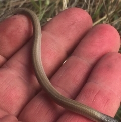 Delma impar (Striped Legless-lizard) at Palmerston, ACT - 11 Apr 2016 by jackfrench