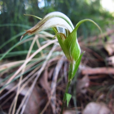 Diplodium ampliatum (Large Autumn Greenhood) at Cook, ACT - 11 Apr 2016 by CathB