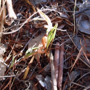 Diplodium truncatum at Cook, ACT - 11 Apr 2016