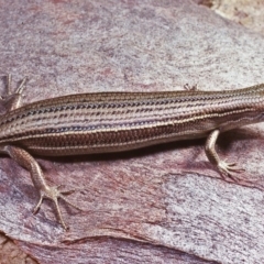 Pseudemoia pagenstecheri (Grassland Tussock-skink) at Rossi, NSW - 22 Nov 1977 by wombey