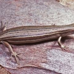 Pseudemoia pagenstecheri (Grassland Tussock-skink) at Rossi, NSW - 23 Nov 1977 by wombey