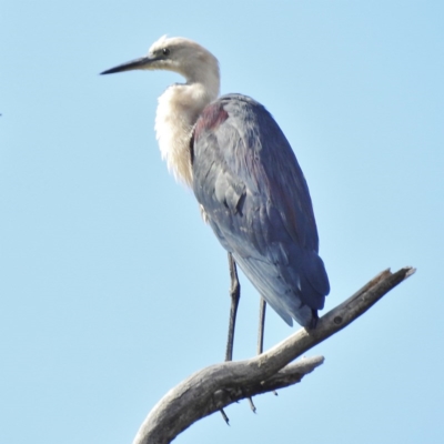 Ardea pacifica (White-necked Heron) at Tidbinbilla Nature Reserve - 10 Apr 2016 by JohnBundock