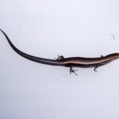 Lampropholis delicata (Delicate Skink) at Oallen, NSW - 1 Dec 1975 by wombey