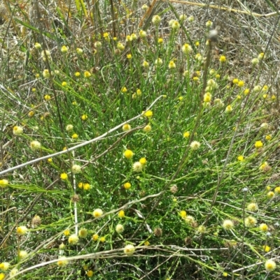 Calotis lappulacea (Yellow Burr Daisy) at Coombs, ACT - 11 Apr 2016 by RichardMilner