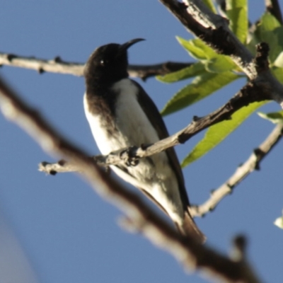 Sugomel nigrum (Black Honeyeater) at Higgins, ACT - 18 Nov 2013 by AlisonMilton