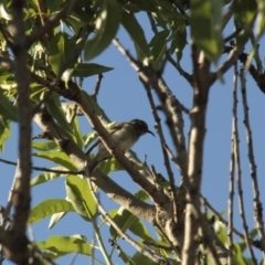 Sugomel nigrum (Black Honeyeater) at Higgins, ACT - 18 Nov 2013 by Alison Milton