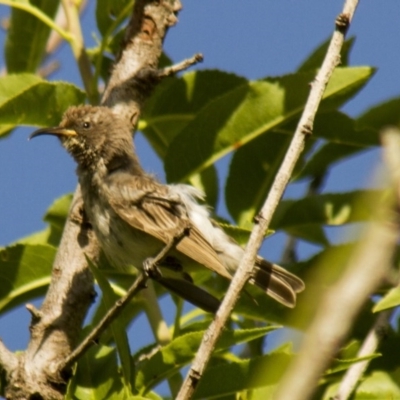 Sugomel nigrum (Black Honeyeater) at Higgins, ACT - 22 Nov 2013 by Alison Milton