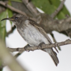 Sugomel nigrum (Black Honeyeater) at Higgins, ACT - 19 Nov 2013 by Alison Milton