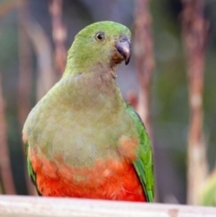 Alisterus scapularis (Australian King-Parrot) at Higgins, ACT - 14 Jan 2016 by AlisonMilton