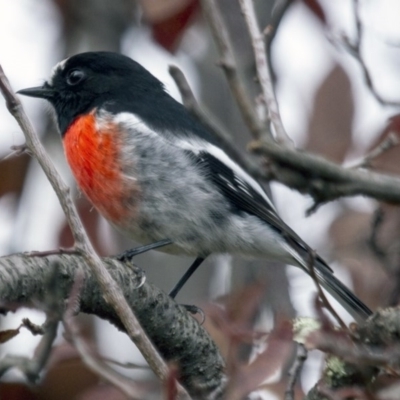 Petroica boodang (Scarlet Robin) at Higgins, ACT - 18 Apr 2015 by AlisonMilton