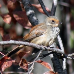 Rhipidura rufifrons (Rufous Fantail) at Higgins, ACT - 11 Apr 2015 by Alison Milton