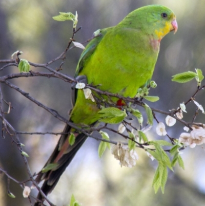 Polytelis swainsonii (Superb Parrot) at Hawker, ACT - 21 Oct 2012 by Alison Milton