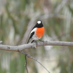 Petroica boodang at Stromlo, ACT - 4 Apr 2016