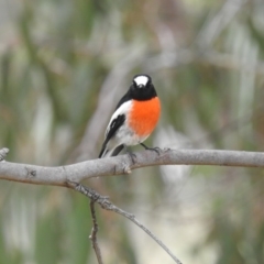 Petroica boodang (Scarlet Robin) at Stromlo, ACT - 4 Apr 2016 by HelenCross
