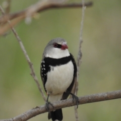 Stagonopleura guttata (Diamond Firetail) at Stromlo, ACT - 1 Apr 2016 by HelenCross