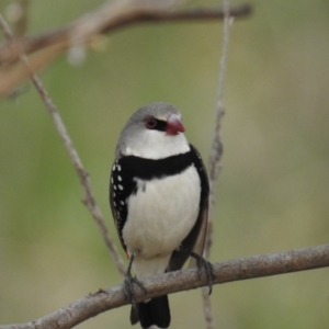 Stagonopleura guttata at Stromlo, ACT - suppressed