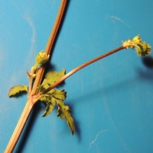 Bidens pilosa at Bonython, ACT - 9 Apr 2016