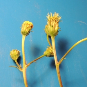 Bidens pilosa at Bonython, ACT - 9 Apr 2016 08:50 PM