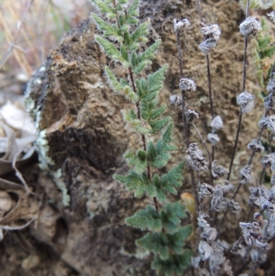 Cheilanthes distans (Bristly Cloak Fern) at Tennent, ACT - 11 Jan 2016 by MichaelBedingfield