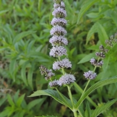 Mentha x piperita (Peppermint) at Gigerline Nature Reserve - 11 Jan 2016 by michaelb